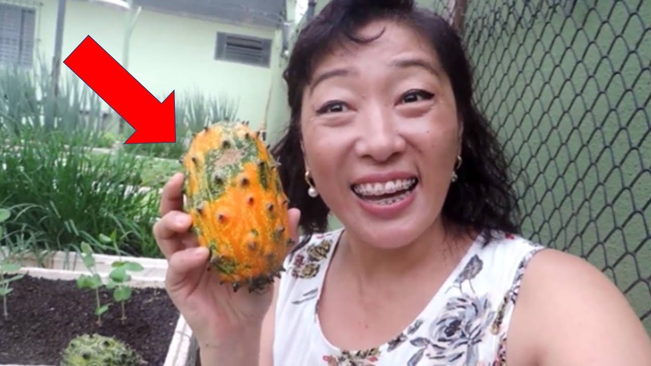 KIWANO  O PEPINO CHIFRUDO  - Testado e aprovado