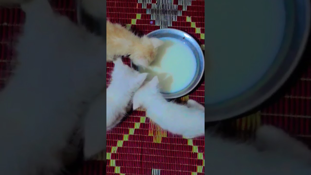 Purssian cat drink milk#youtuber #cat #ytshorts #viral #catcatfunnyfightcompilation