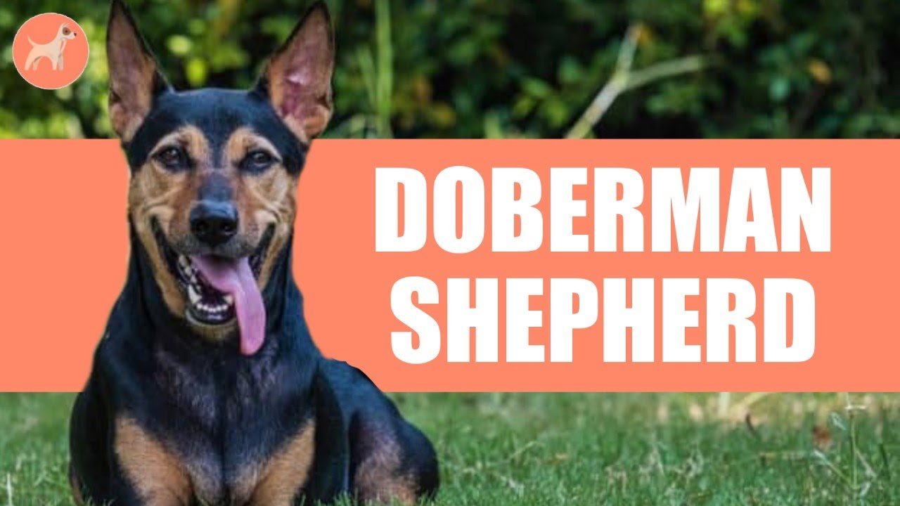 German Shepherd Doberman mix: The Perfect Watch Dog