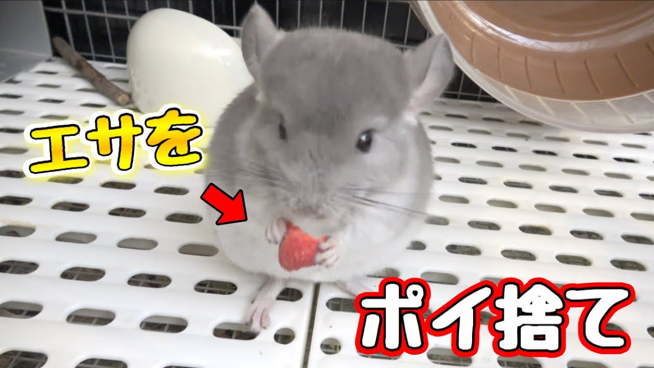 餌をすぐポイ捨てするチンチラが可愛いwwww