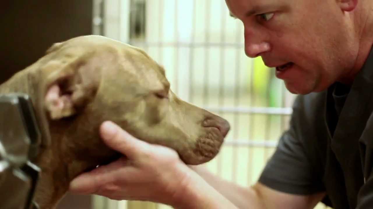Alicia Pet Care Center