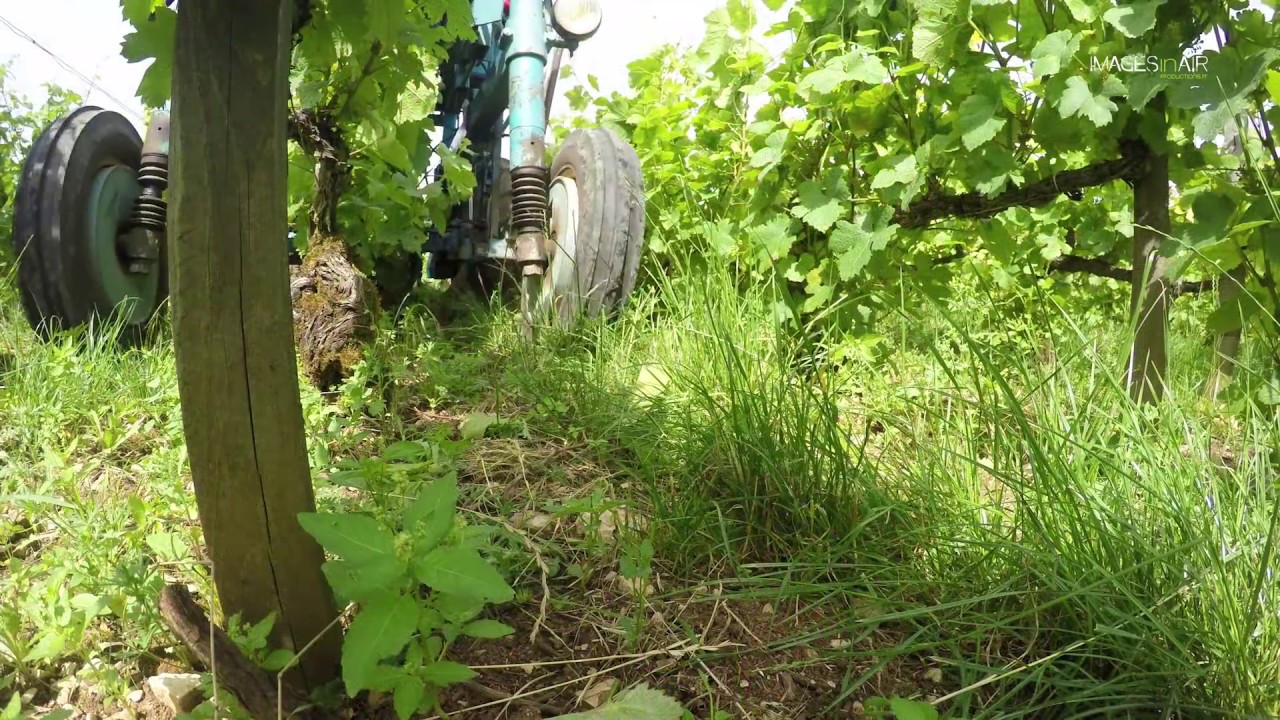 Viticulture durable en Champagne