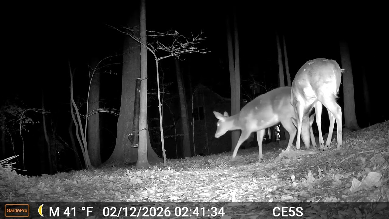 Cain cam 260212 E5S