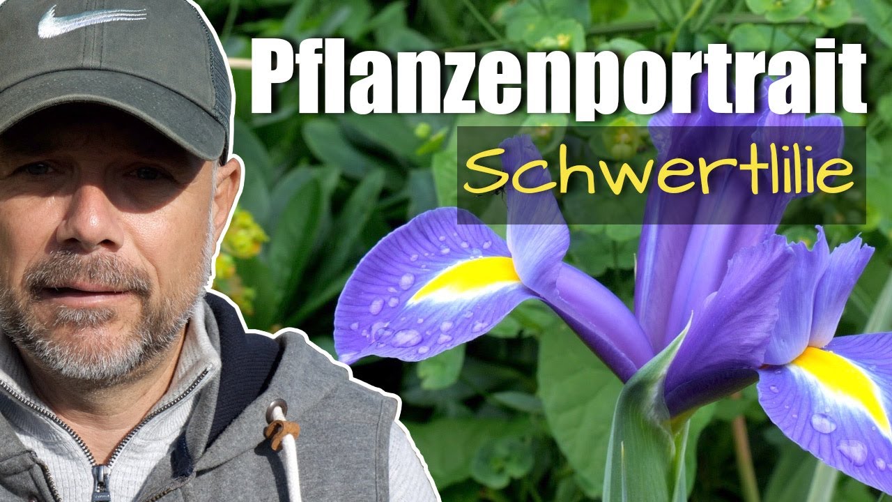 Pflanzenportrait - Schwertlilie