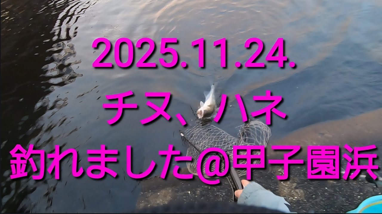 落し込み釣りとエビ撒き釣り@甲子園浜（2025.11.24.）