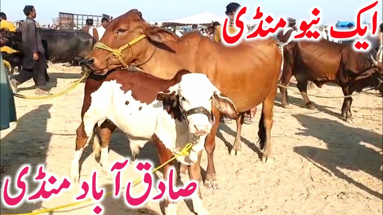 Sadiq Abad Cow Mandi | Sahiwal & Cholistani Cow Bachre | Qurbani 2025 Best Cattle Collection