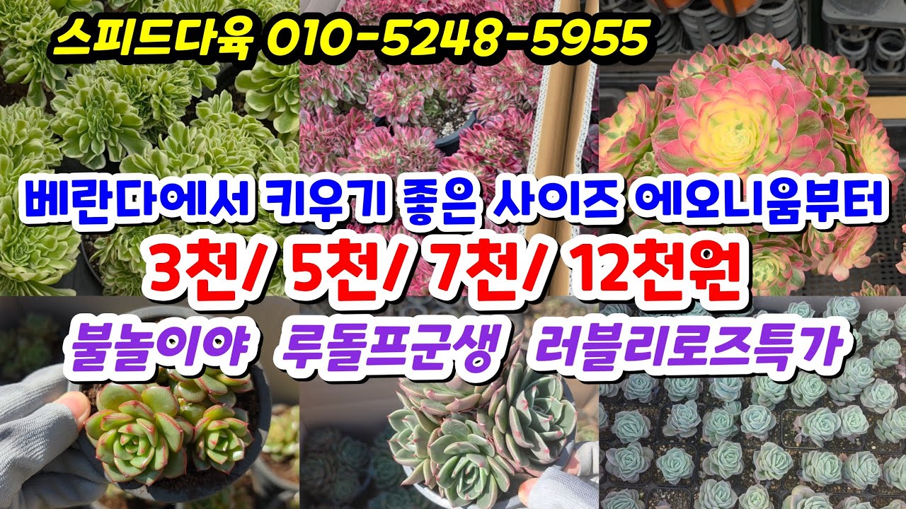 26.3.16 🌹베란다에서 키우기 좋은 사이즈 에오니움들 불놀이야 루돌프군생 러블리로즈특가 둥근잎비취후리데🌹 #스피드다육 010-5248-5955 전국택배 유료광고포함 