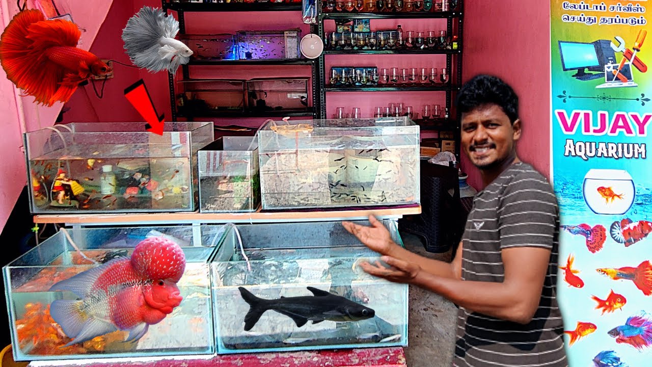 நம்ம கடை இப்போ எப்படி இருக்கு நண்பர்களே! 🐠| Fish Shop Update 🐟| Vijay Vlogs