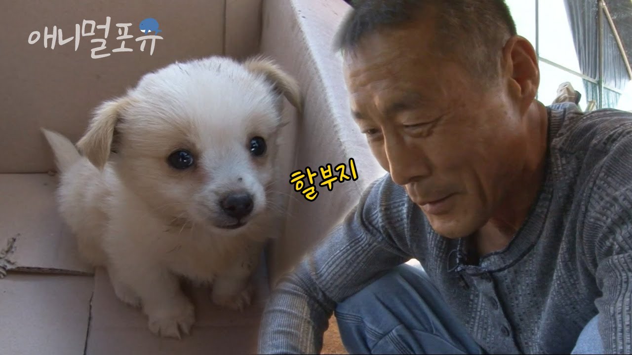 시골에서 시한부 동생과 함께 병아리를 키우는 삼 형제! 어느 날 새로운 가족이 생겼다🐶 | 수상한 삼형제 | KBS 인간극장 2011 방송