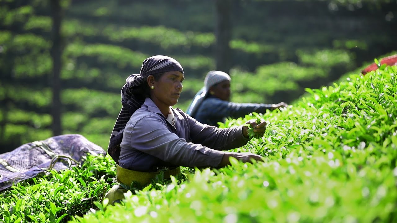 Tea Tourism in Coonoor | Tea Board of India |