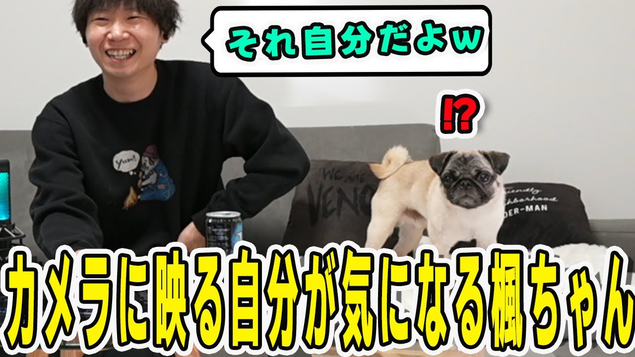 カメラに映る自分がどうしても気になって落ち着かない楓ちゃん【三人称/ドンピシャ/ぺちゃんこ/鉄塔/三人称雑談/切り抜き】