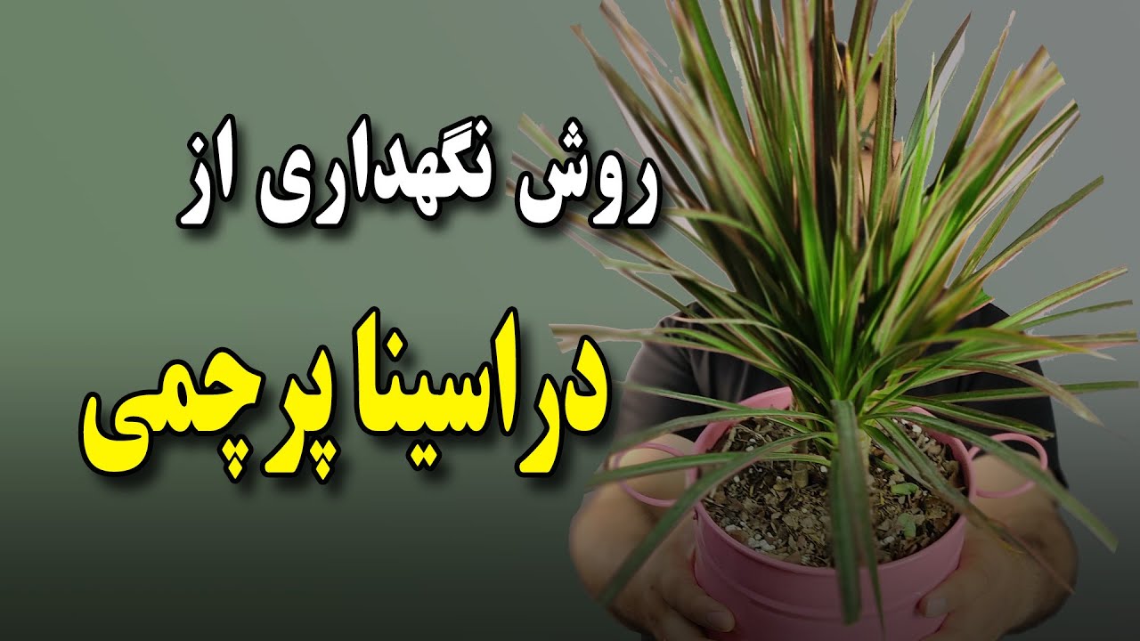 روش نگهداری دراسینا پرچمی