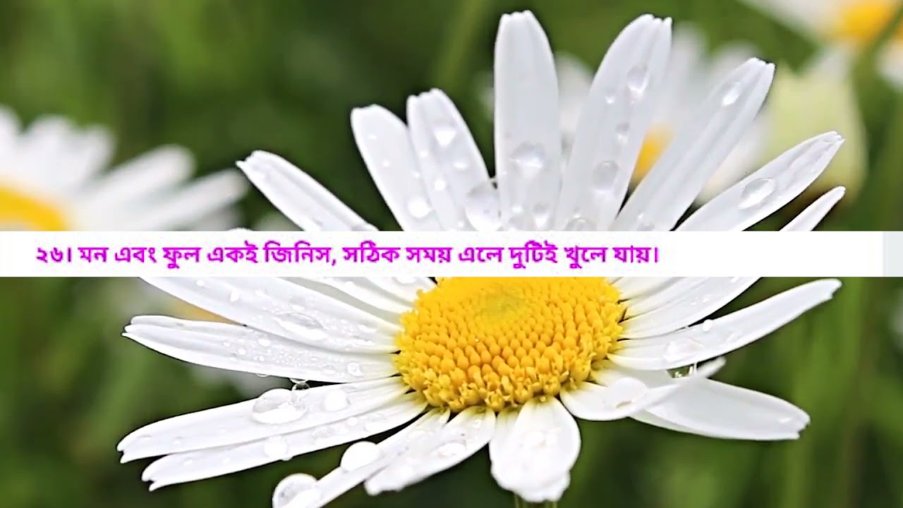 ফুল নিয়ে কিছু বিশেষ উক্তি