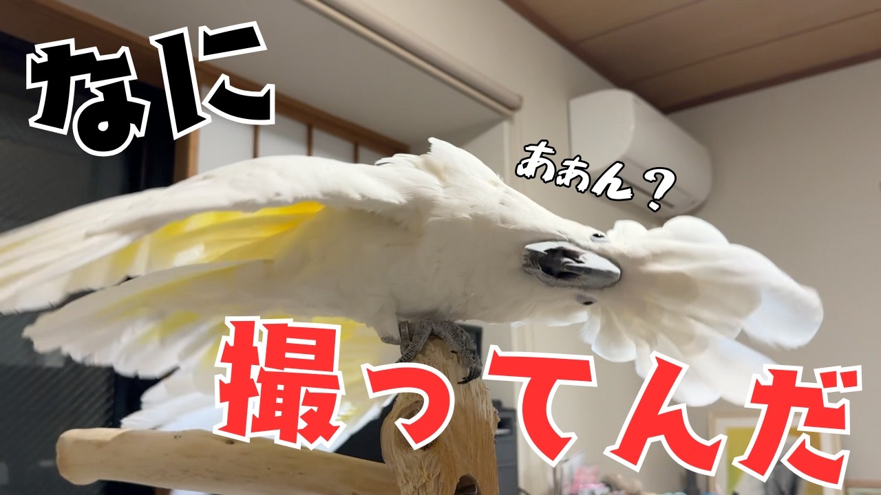 ご機嫌で歌ってる最中のオウムを盗撮したら不快だったらしい