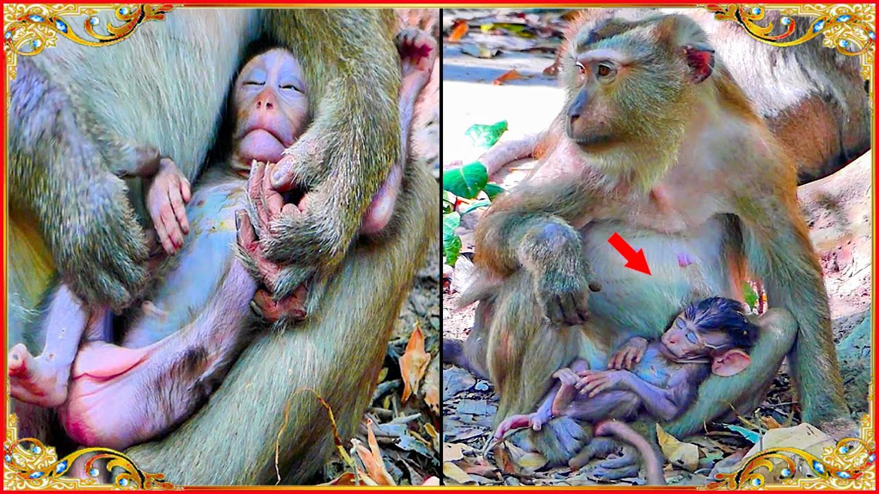 Sweet..!! Adorable baby Bean sleeps in hand adoptive mother... Monkey Cara is the adoptive mother.
