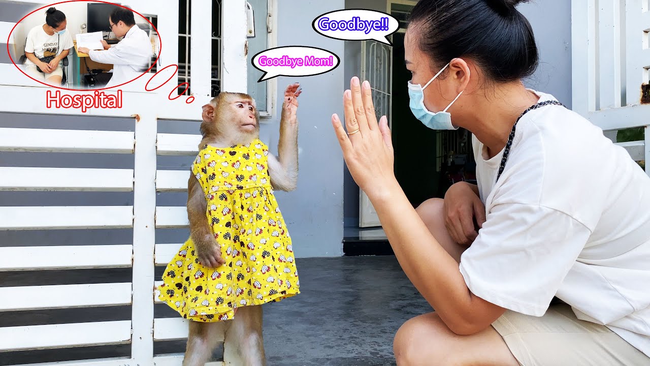 Monkey Lyly obediently takes care of herself so that her mother can go to the hospital for treatment