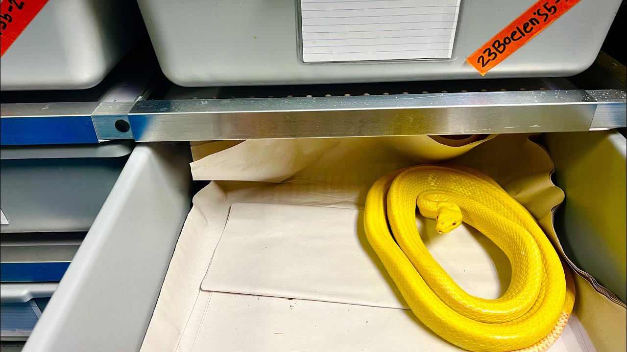 Aluminum No Rust Reptile Rack System Review - This is Awesome! RR3420VX Reptile Basics