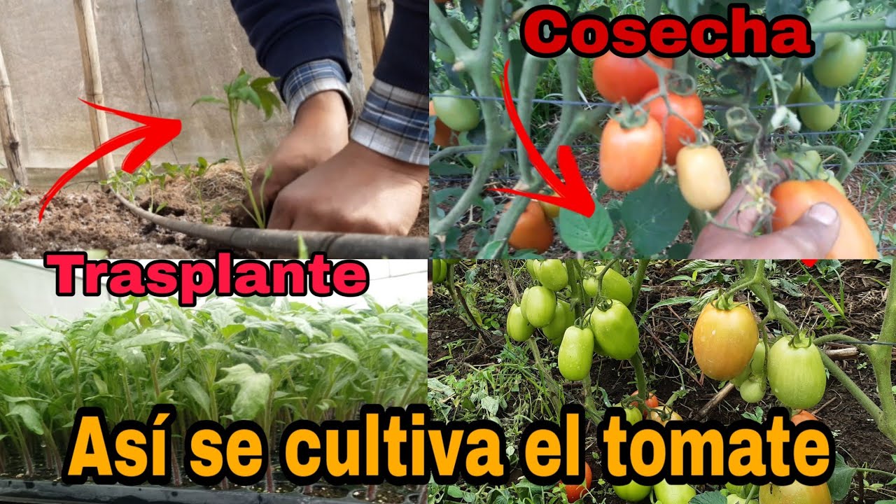 Como sembrar tomate/desde trasplante hasta produccion
