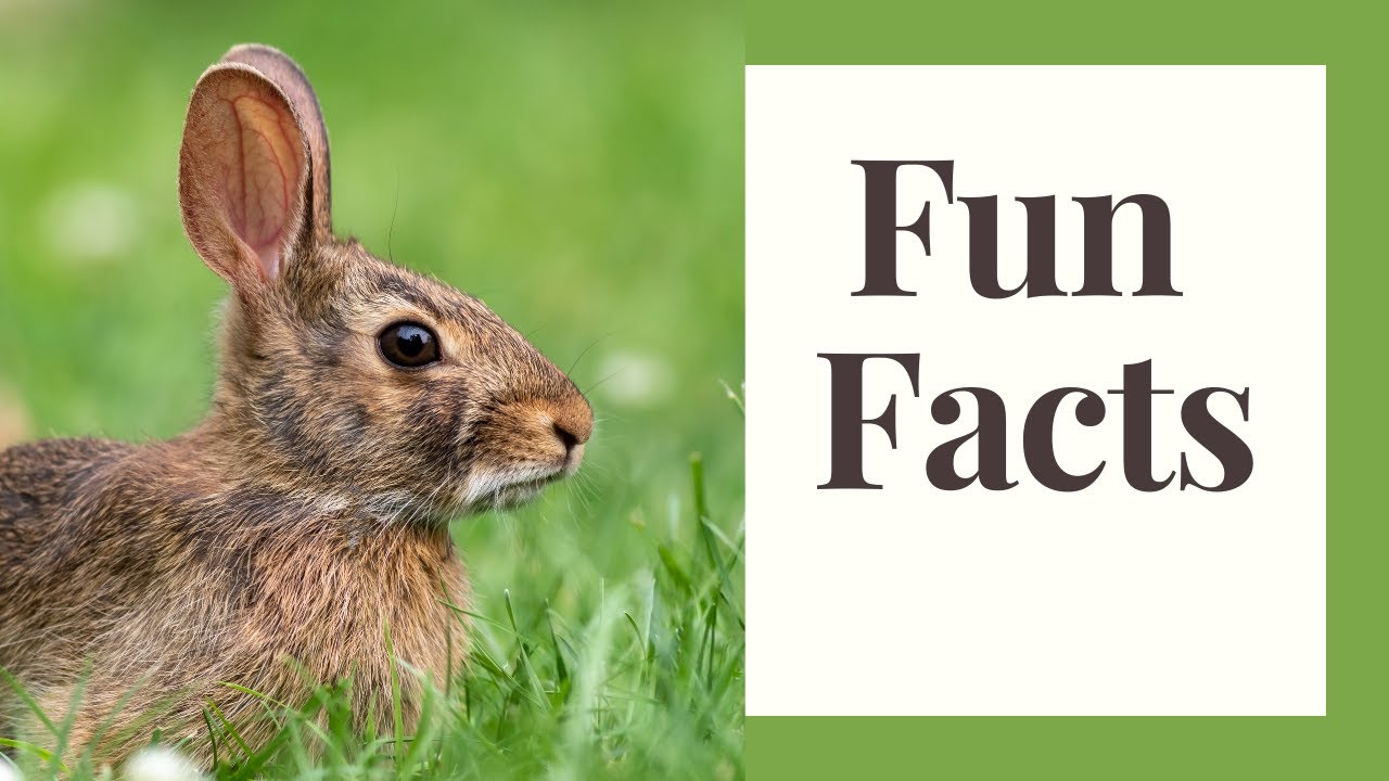 Lagomorphs: Wild Rabbits and Hares