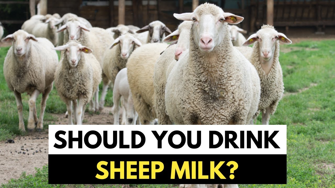 The Benefits of Sheep Milk You Never Knew About