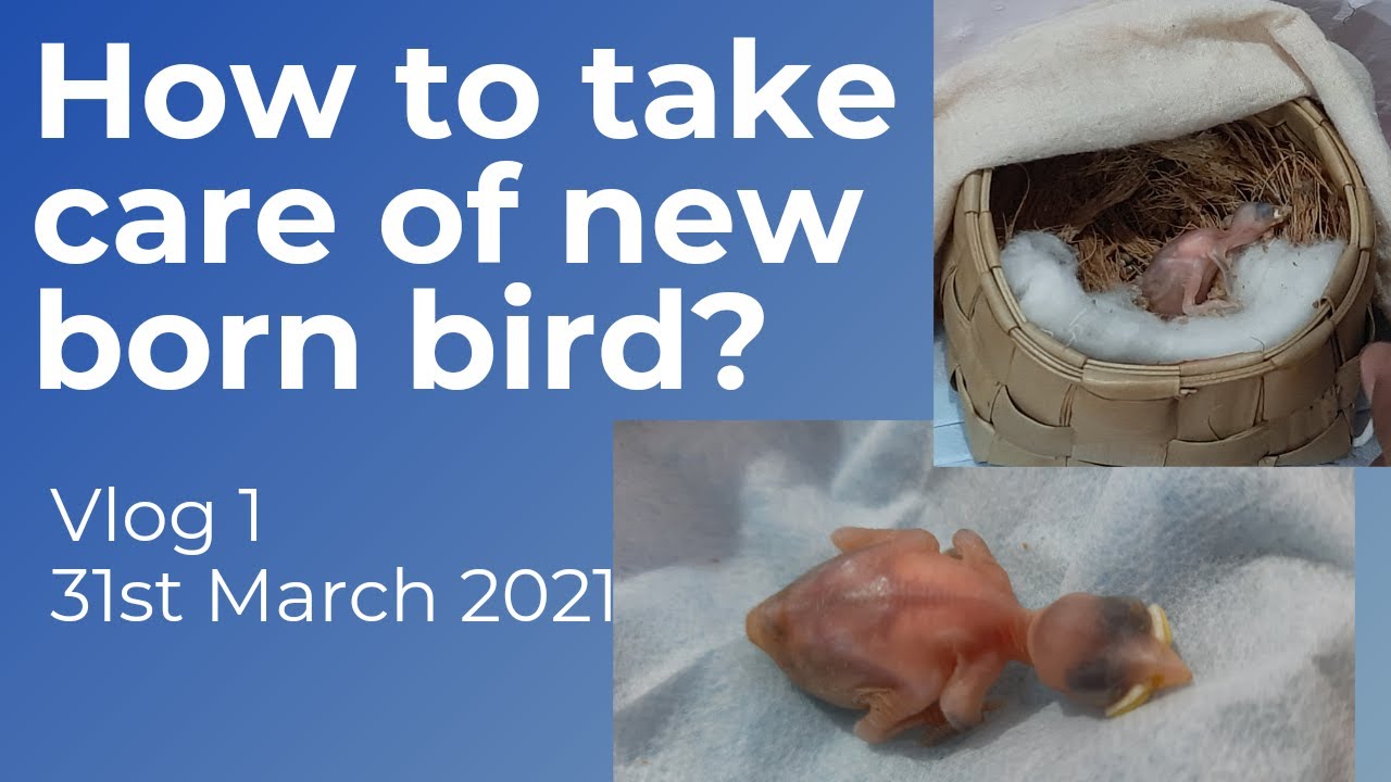 How to take care of baby bird 🐦 | Artificial Nest | Nestling Bird || Vlog 1 ||
