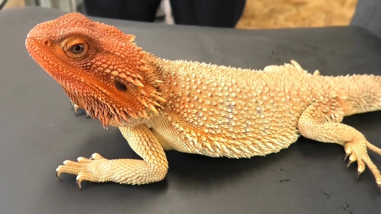 【輸入便紹介】背中が黄金色！フトアゴの新モルフ【クロマ】がカッコ良すぎてヤバい！