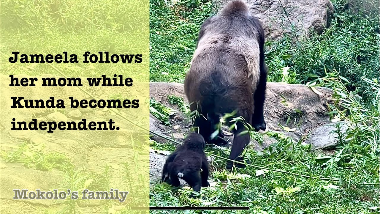 Mokolo’s family - Baby gorilla Jameela follows her mom while Kunda becomes independent.