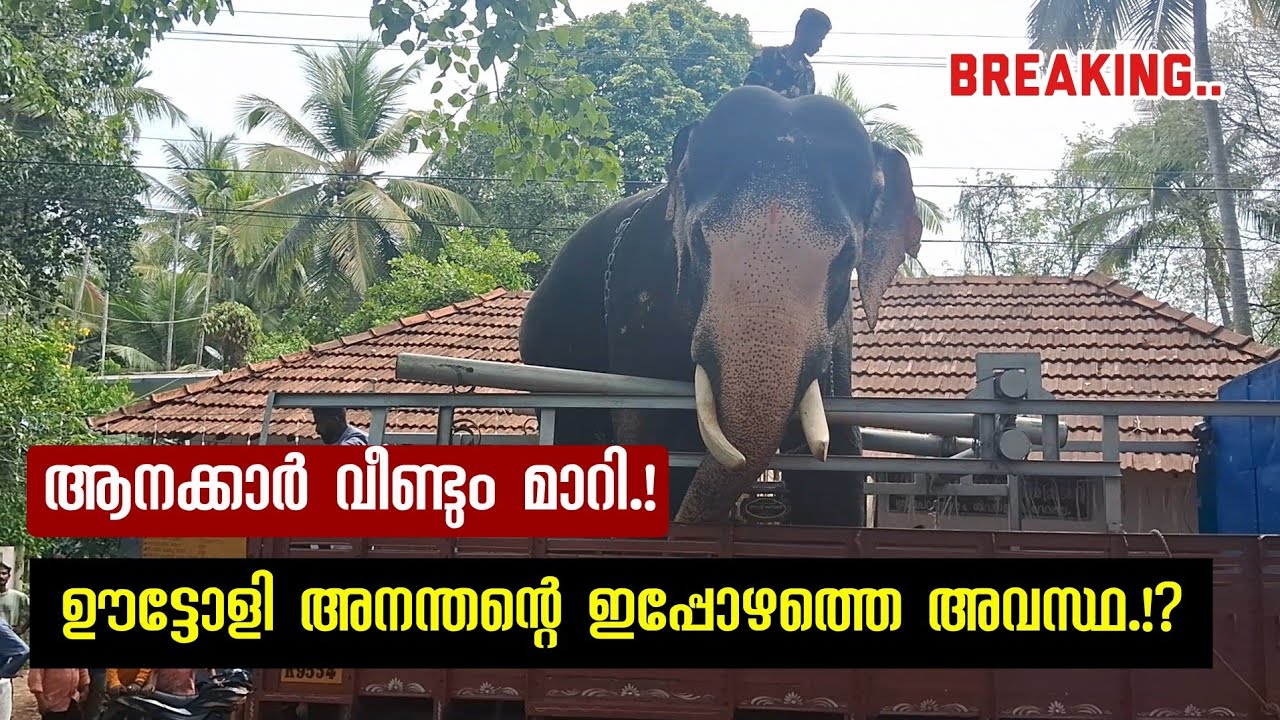 കാവടി ആശാൻ ഒഴിഞ്ഞു!?😬സംശയം വേണ്ട 😬ഊട്ടോളി അനന്തന് സംഭവിച്ചതും! 🙄Uttoly Aanandhan Elephant Situation🙏