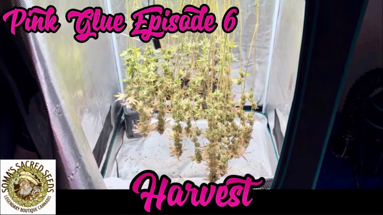 Pink Glue by Soma&rsquo;s Sacred Seeds ~ How I Grow Season 3 Ep 6 - Harvest
