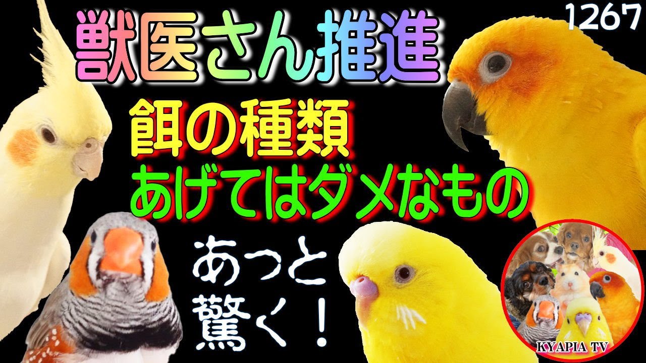 【獣医さん推進❤食事編】鳥やインコに与えてはダメな物に驚いた！オススメの餌は？病院お取り扱いペレットは？動画1267