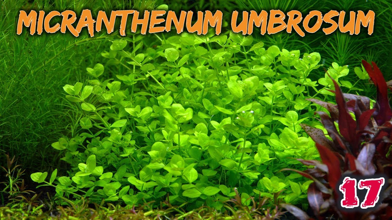Das rundblättrige Perlenkraut - Micranthenum umbrossum| ADVENTdicted! Adventskalender | Türchen 17