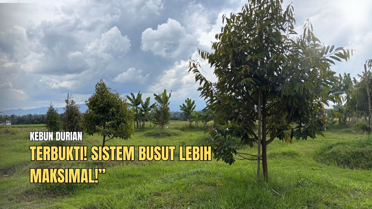 Perkembangan Kebun Durian Premium Usia 10 Bulan Pasca Tanam