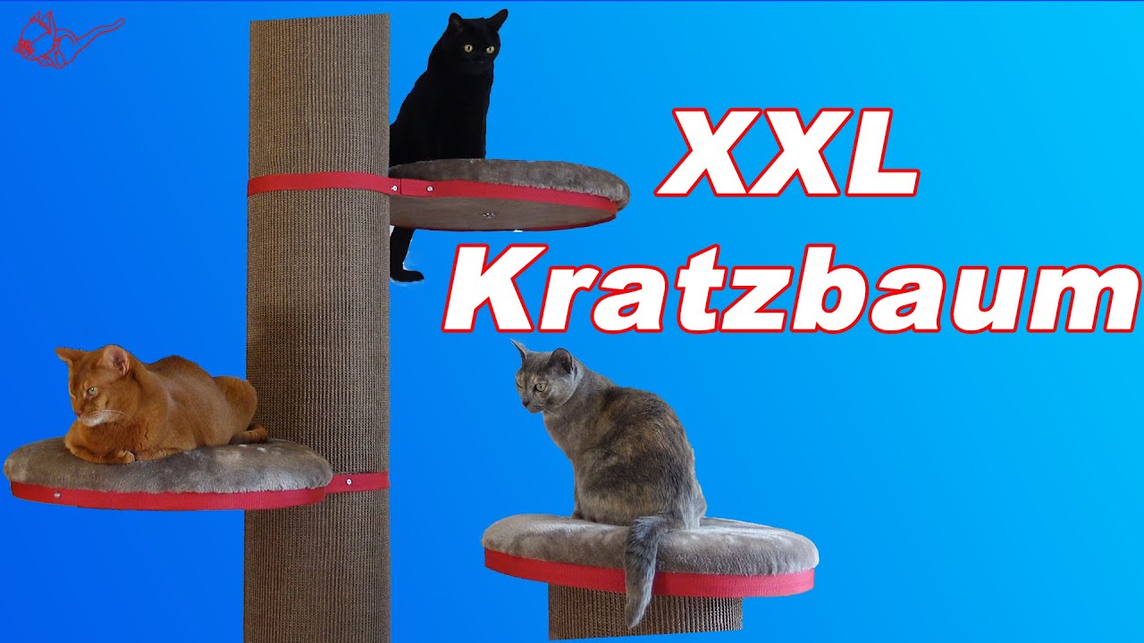 Kratzbaum aufbauen 😻