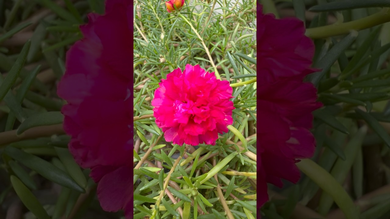 Amazing and beautiful portulaca flower plant in garden #youtubeshorts #portulaca  #plants #flowers