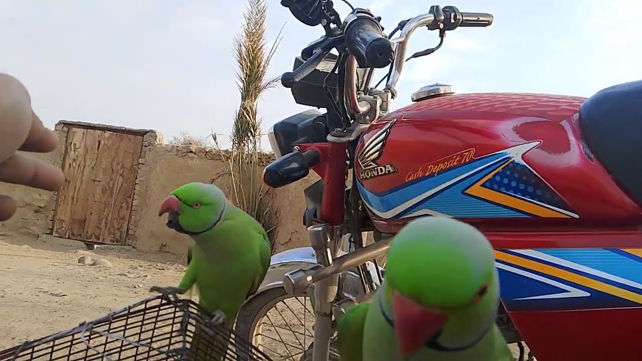 Want to my channel parrot sound parrot voice is ko subscribe 