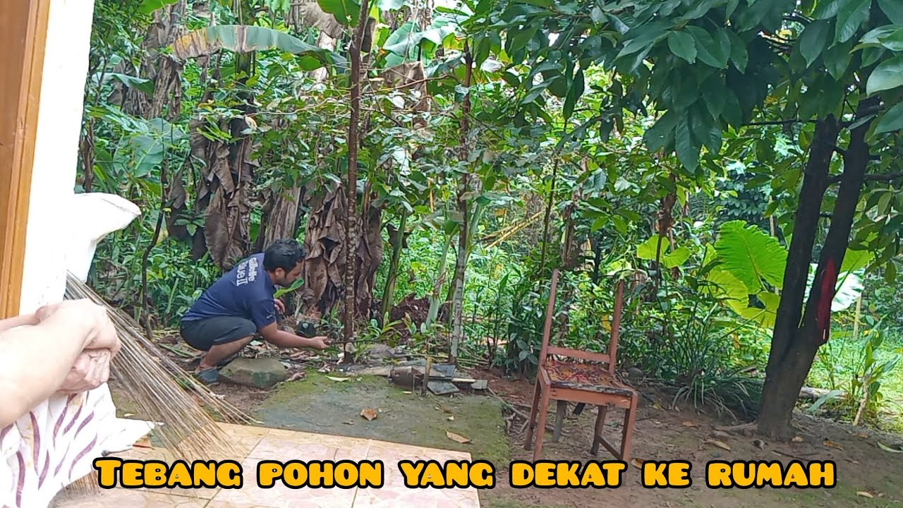 MUMPUNG LIBUR KERJA, TEBANG TEBANG POHON YANG DEKAT KE RUMAH BIAR AMAN