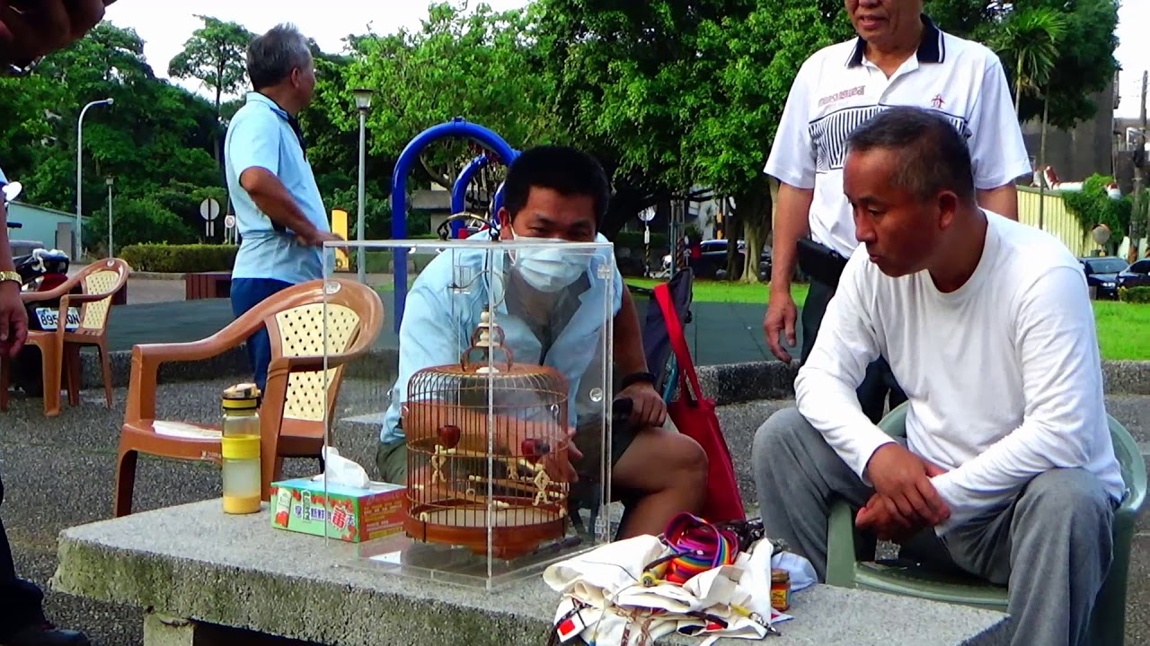 桃園綠繡眼觀摩大會