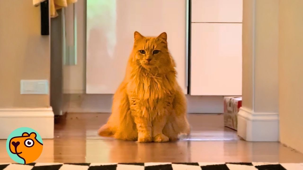 Stray Cat Adopts His New Owners! How Will The React? | Cuddle Buddies