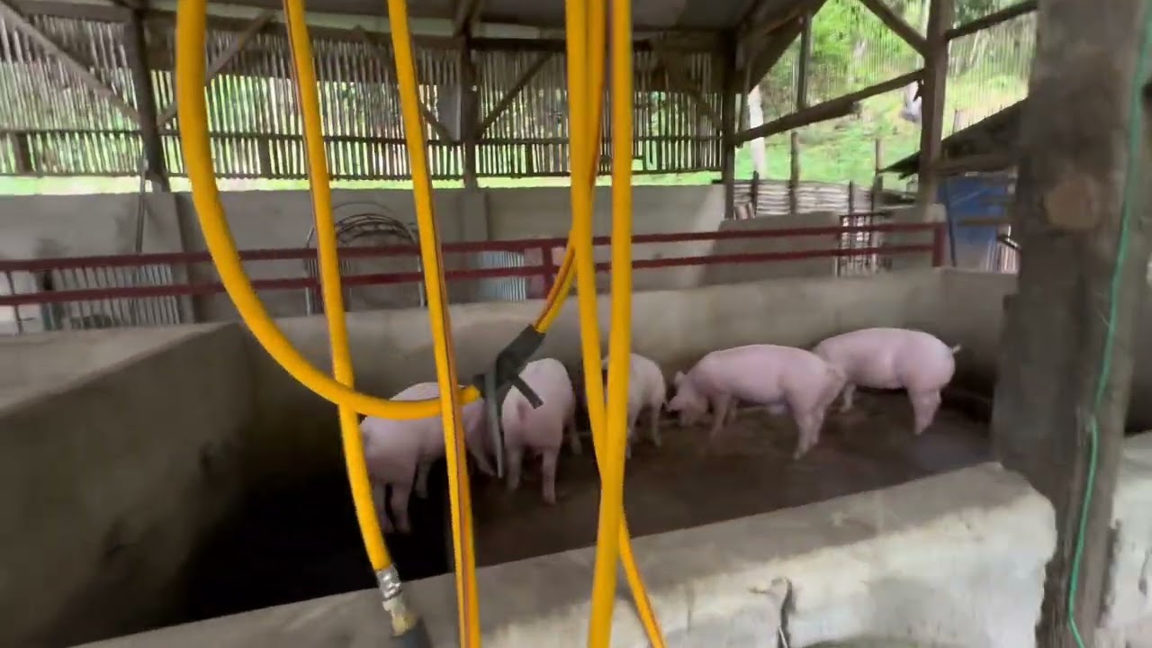 Update tayo sa aming munting farm
