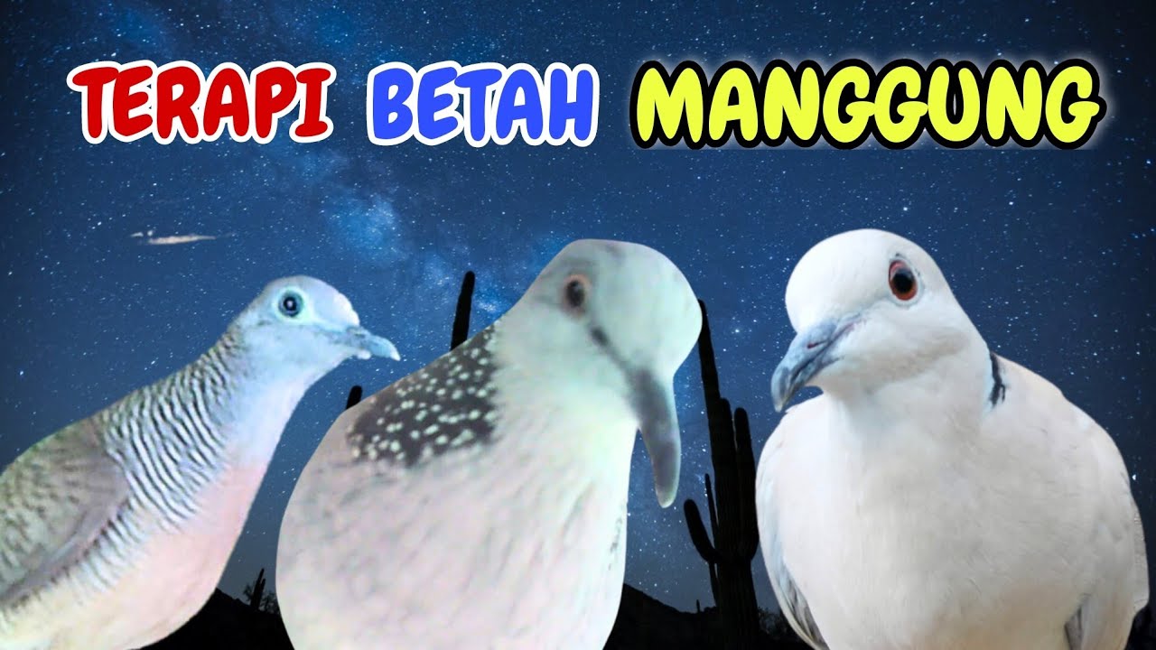 Perkutut Lokal Vs Derkuku Djawa Vs Puter Pelung Menangis. Pancingan Lengkap