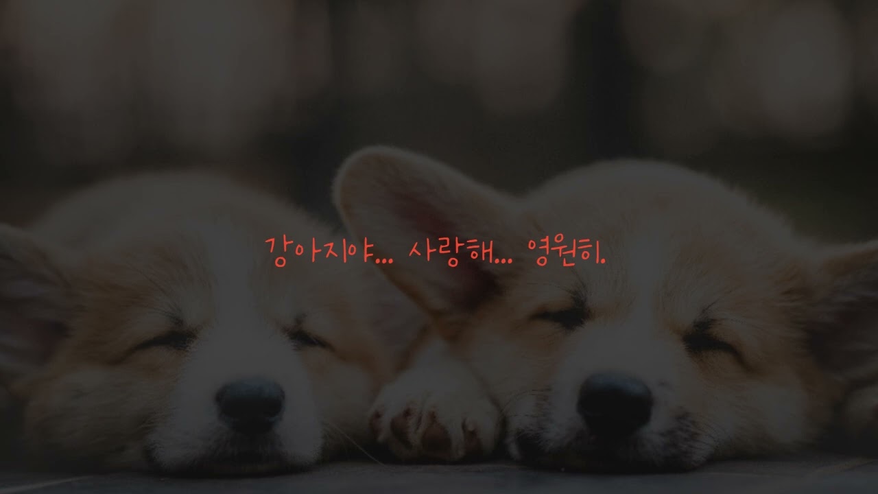 남자ASMR/얀데레) 강아지야 사랑해.. 영원히.