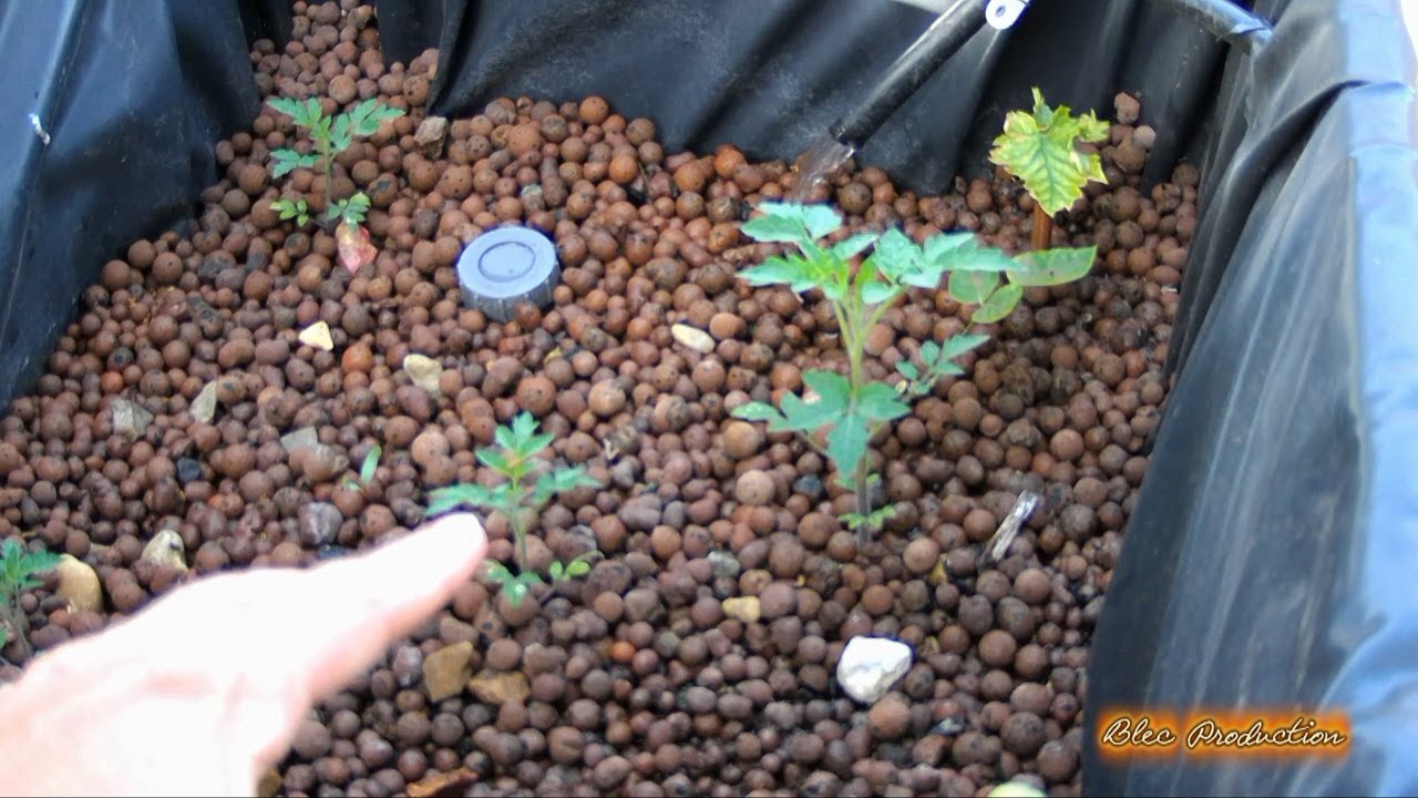 #10-Saison 2022 - le retour de l'hydroponie - Table a mar&eacute;e - kratky -