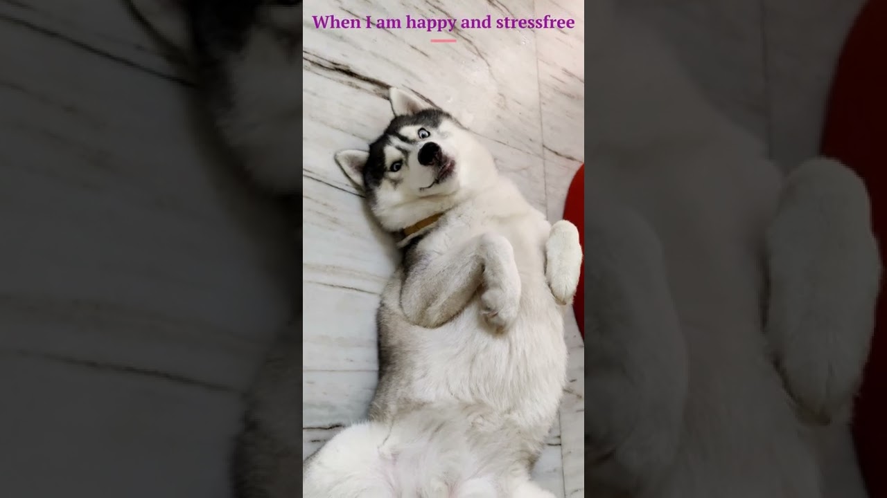 #shorts #ashwitvlog #husky #fiona #sleep #vulnerability #posture #dog #pets #love