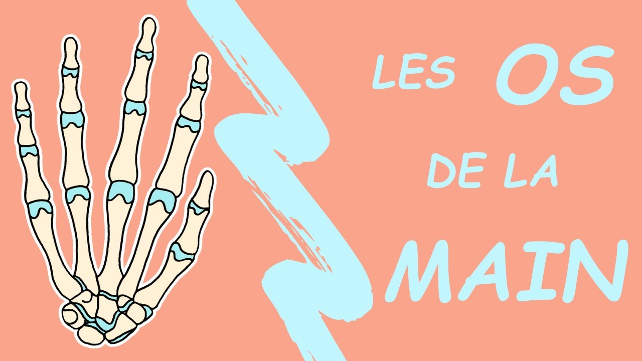 Anatomie des OS de la MAIN 🦴 explication simple et détaillée
