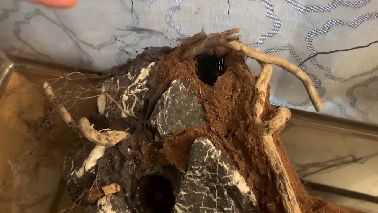 African Bullfrog Paladarium Build