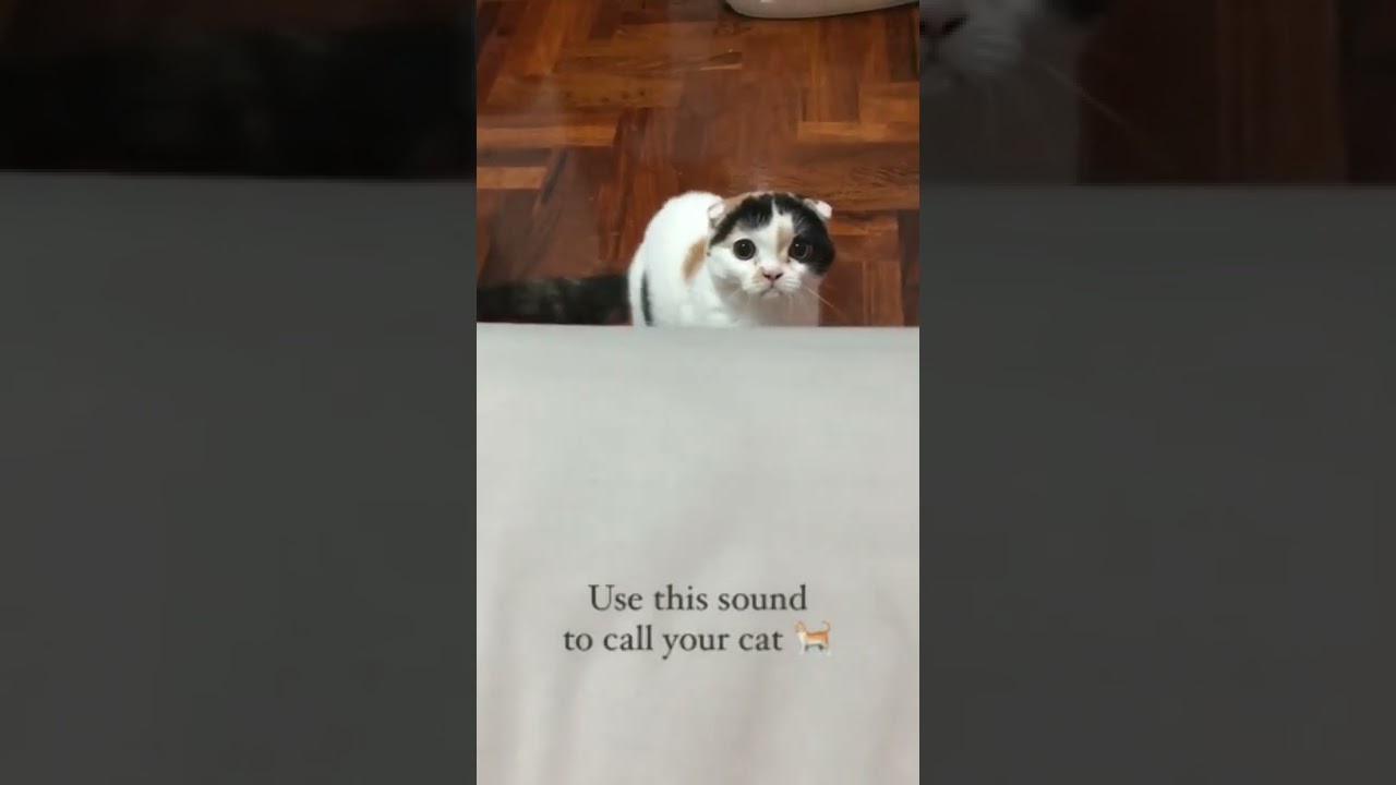 Use this Sound to Call Your Cat 🐈