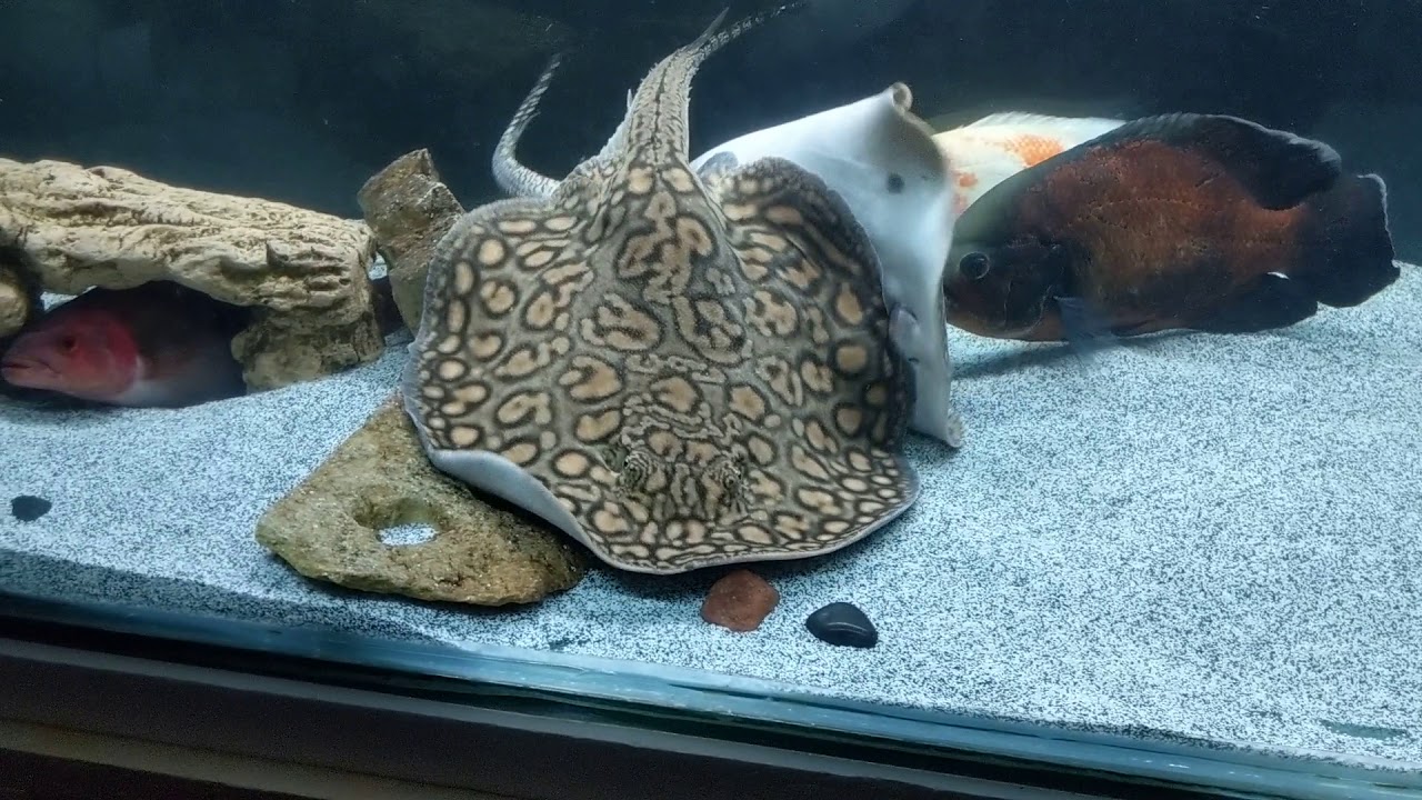 Stingray breeding