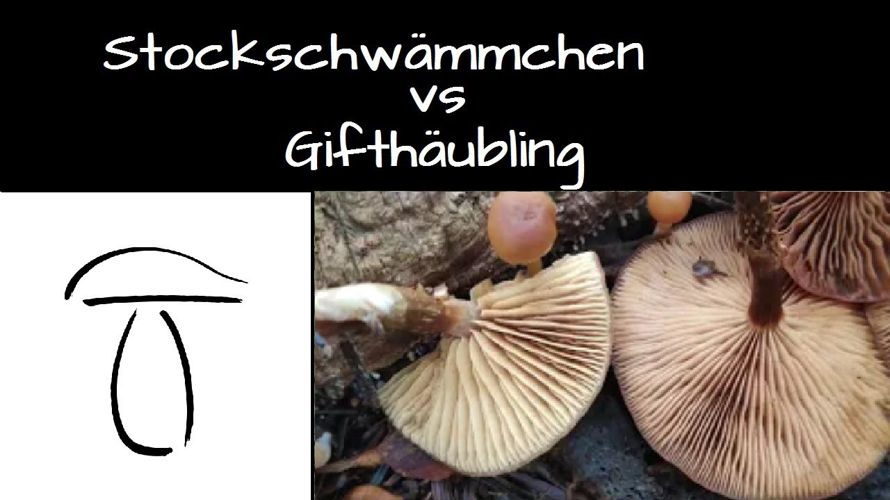 Stockschwämmchen und Gifthäubling im Vergleich - Essbar vs. tötlich Giftig - auf Bernard's Pilzkanal
