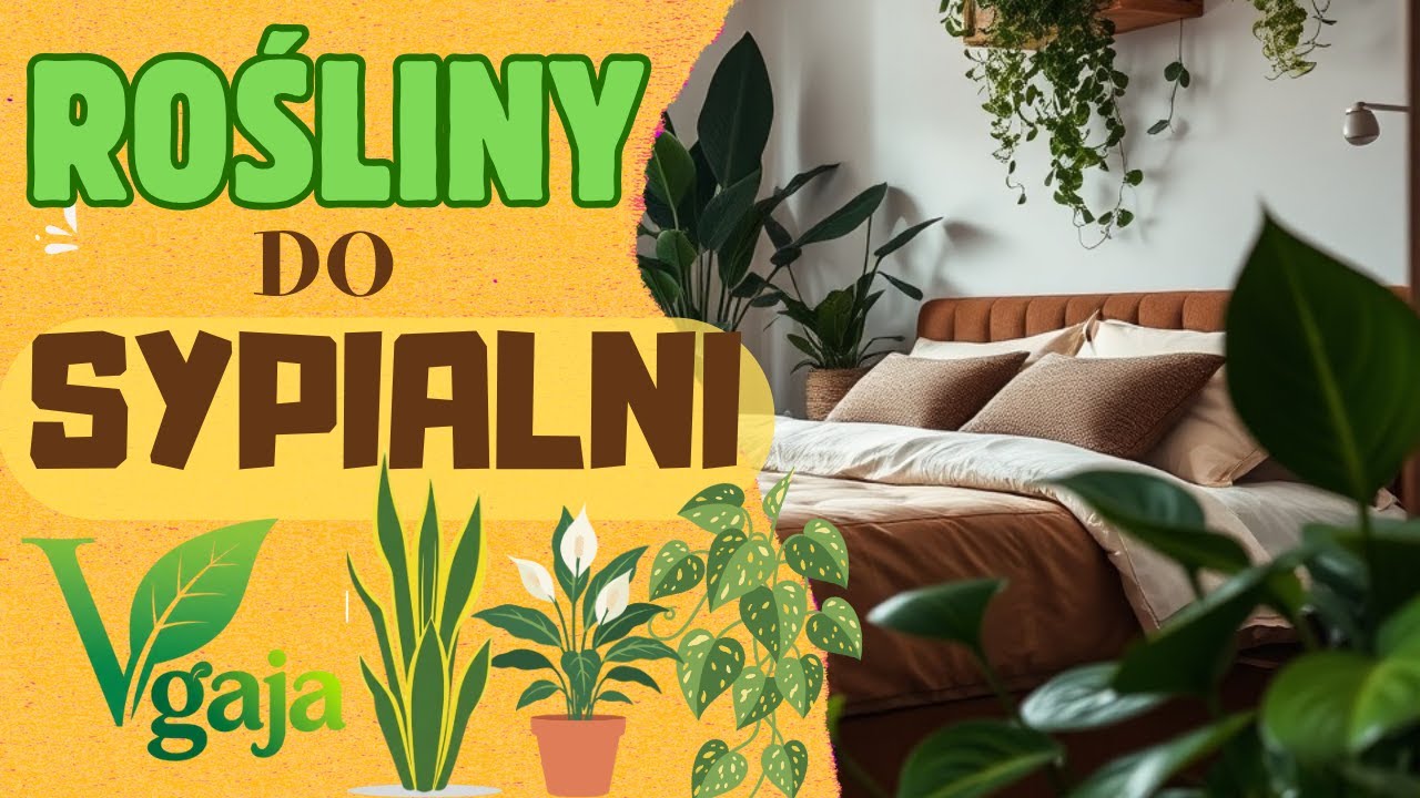 Trzy rośliny, które odmienią Twoją sypialnię i sen | Zdrowa Sypialnia | Zdrowy Sen 