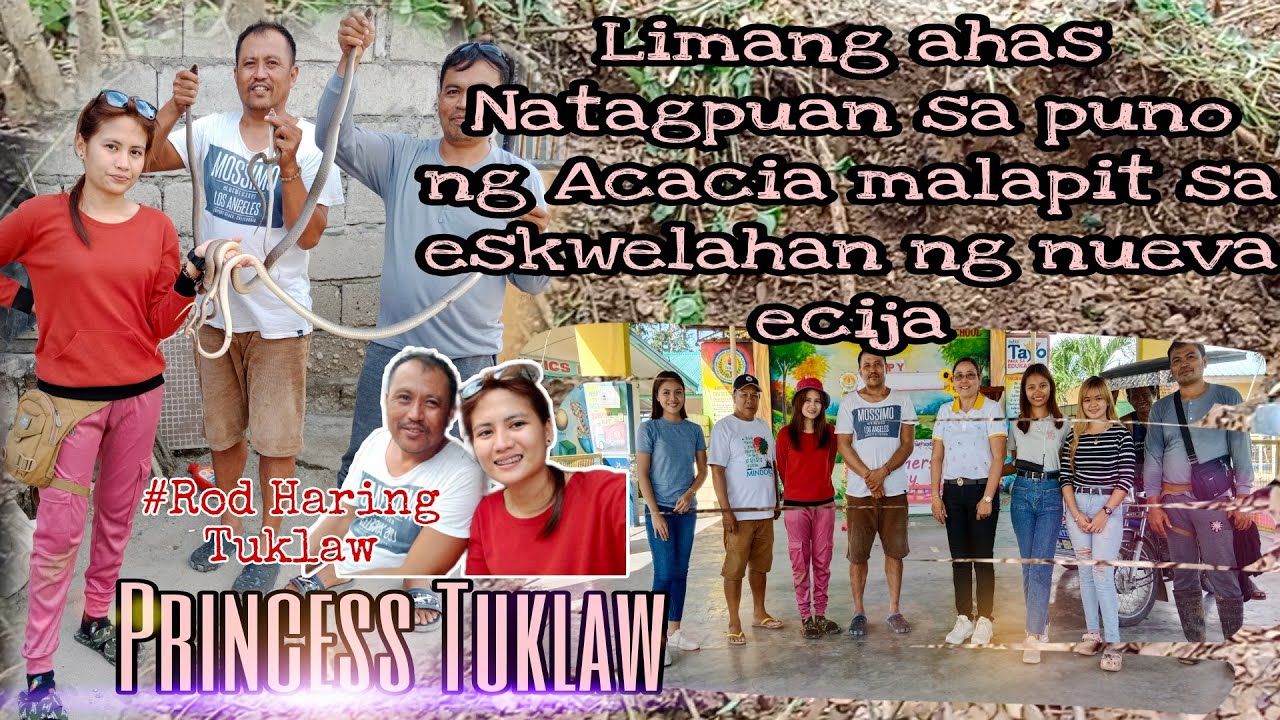 LIMANG AHAS NATAGPUAN SA PUNO NG ACACIA MALAPIT SA PAARALAN I Princess Tuklaw #snake